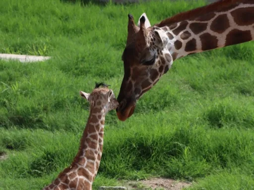 Convocatoria para nombrar a jirafa macho del Zoológico Tamatán