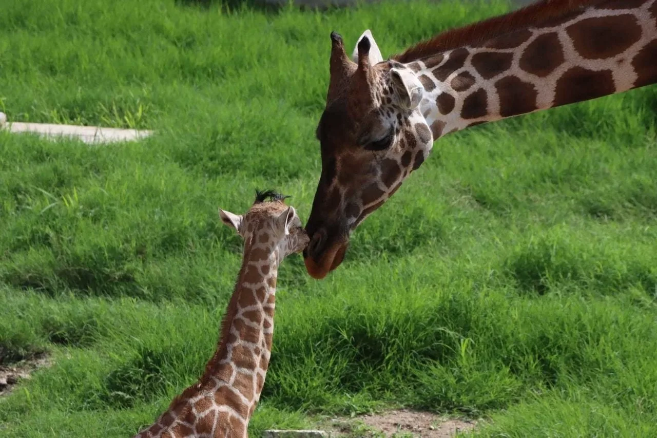 Convocatoria para nombrar a jirafa macho del Zoológico Tamatán