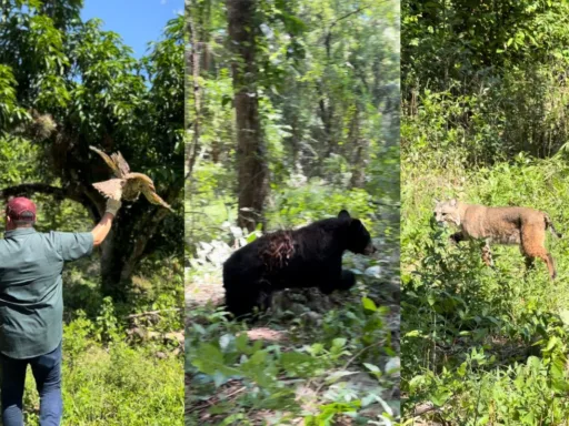 Liberan especies recuperadas en Tamaulipas: búhos, linces y más