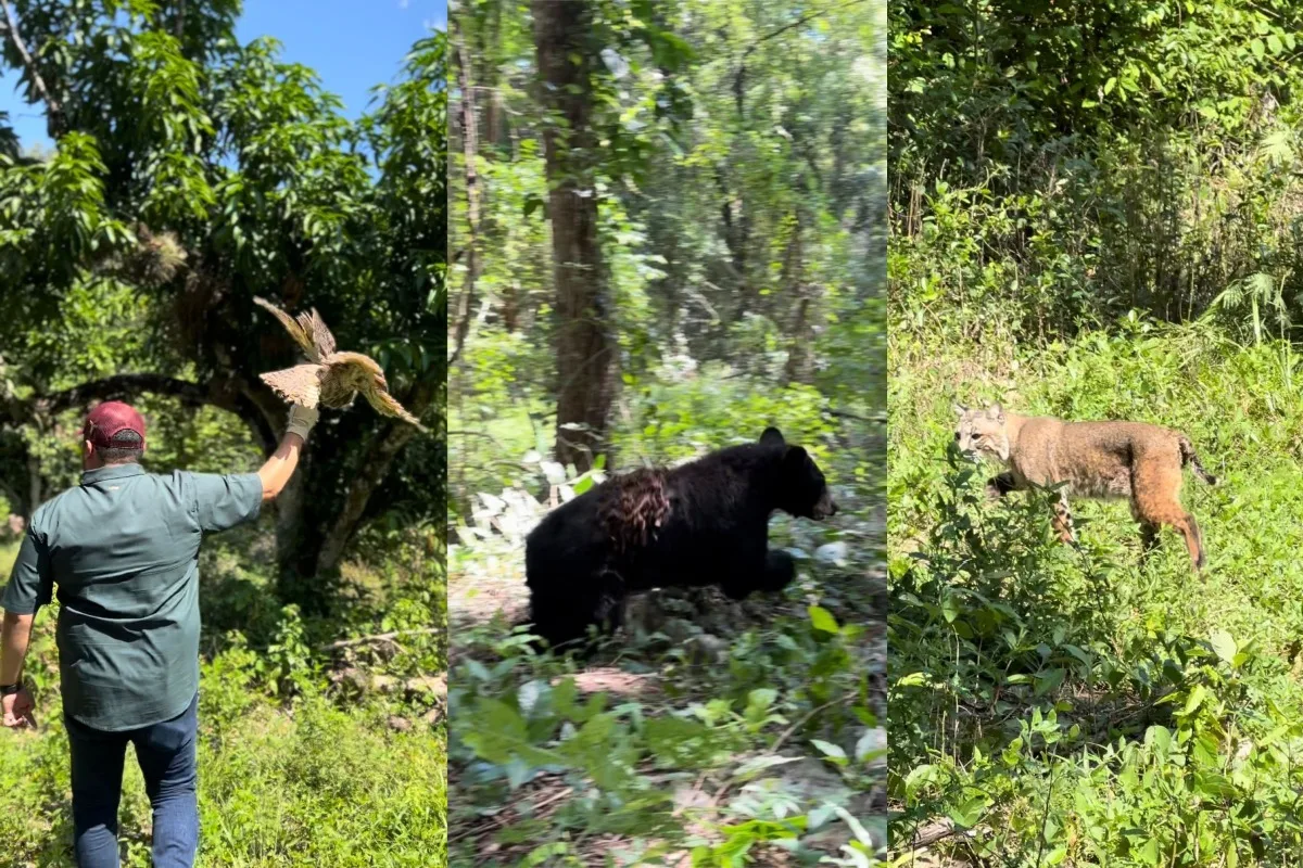 Liberan especies recuperadas en Tamaulipas: búhos, linces y más