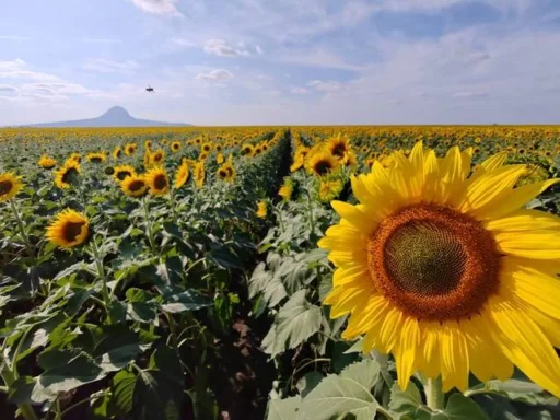 Campos de girasoles en Tamaulipas, una experiencia imperdible