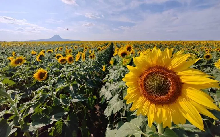 Campos de girasoles en Tamaulipas, una experiencia imperdible