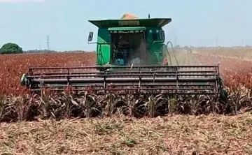 Productores de Sorgo Rechazan Apoyo Gubernamental y Revelan Desacuerdo en Tamaulipas