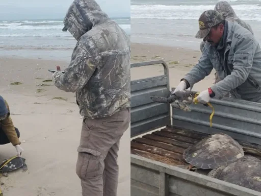 Rescata Comisión de Parques 40 tortugas verdes en playas