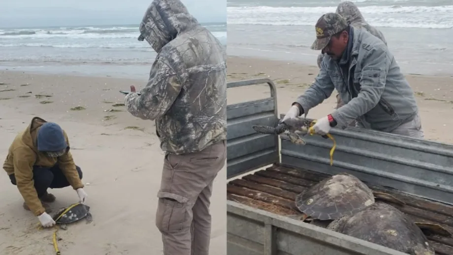 Rescata Comisión de Parques 40 tortugas verdes en playas